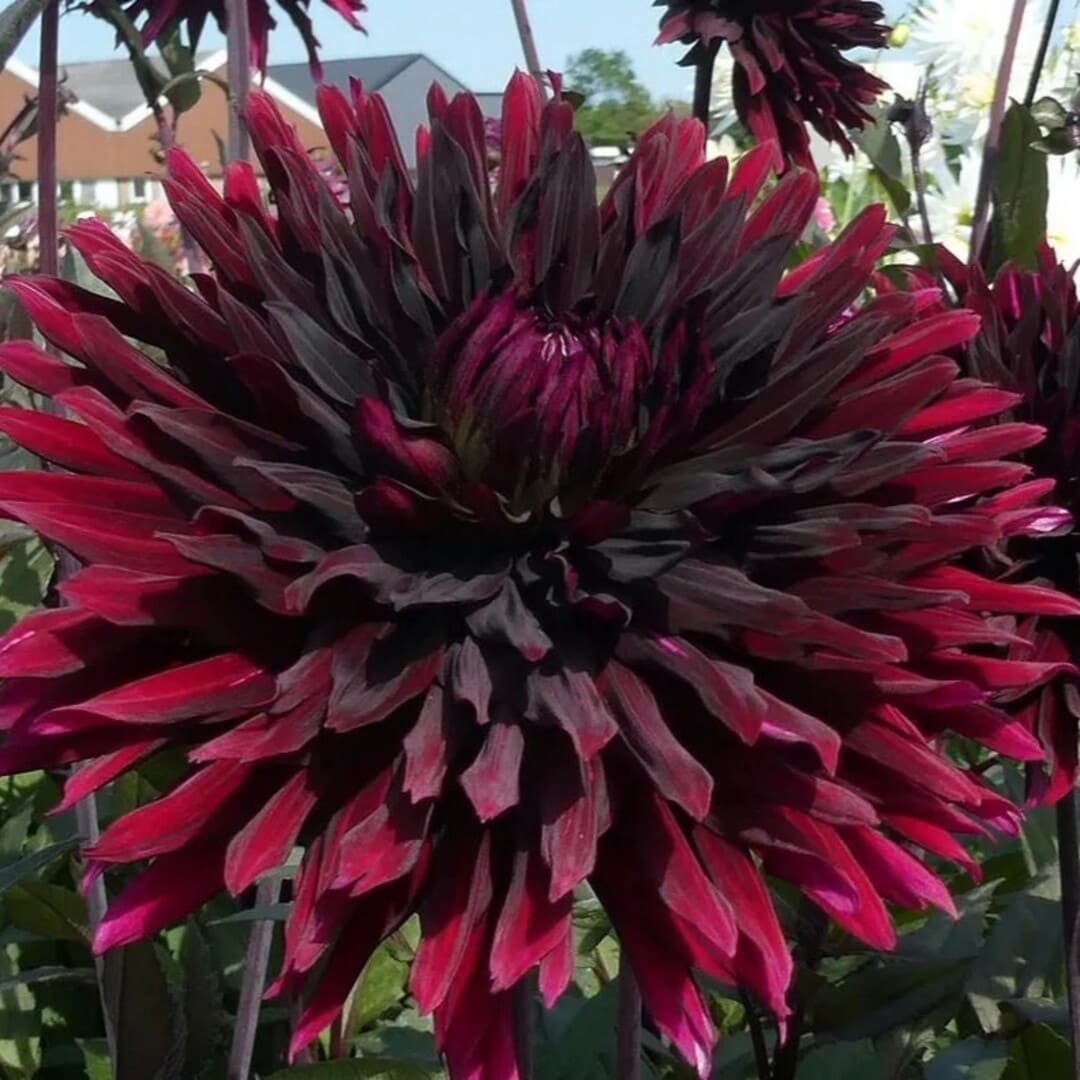 Bulbi Dalii "Blackjack", 1 Bucata - Calibru Gigant