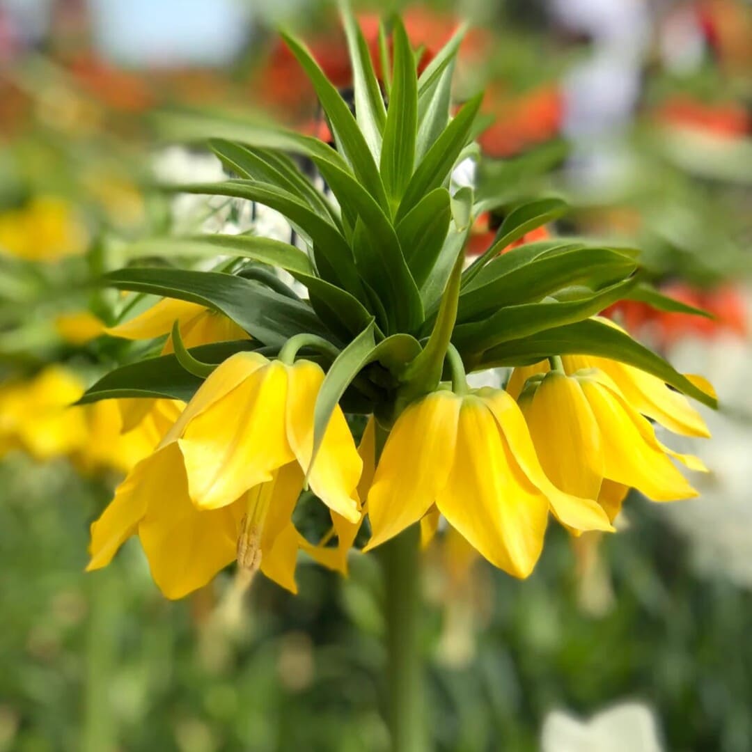 Bulbi de Fritillaria Galbena "Lutea"
