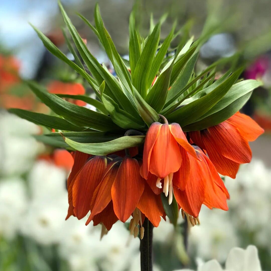 Bulbi de Fritillaria Rosie "Rubra Imperialis", 3 Bucati