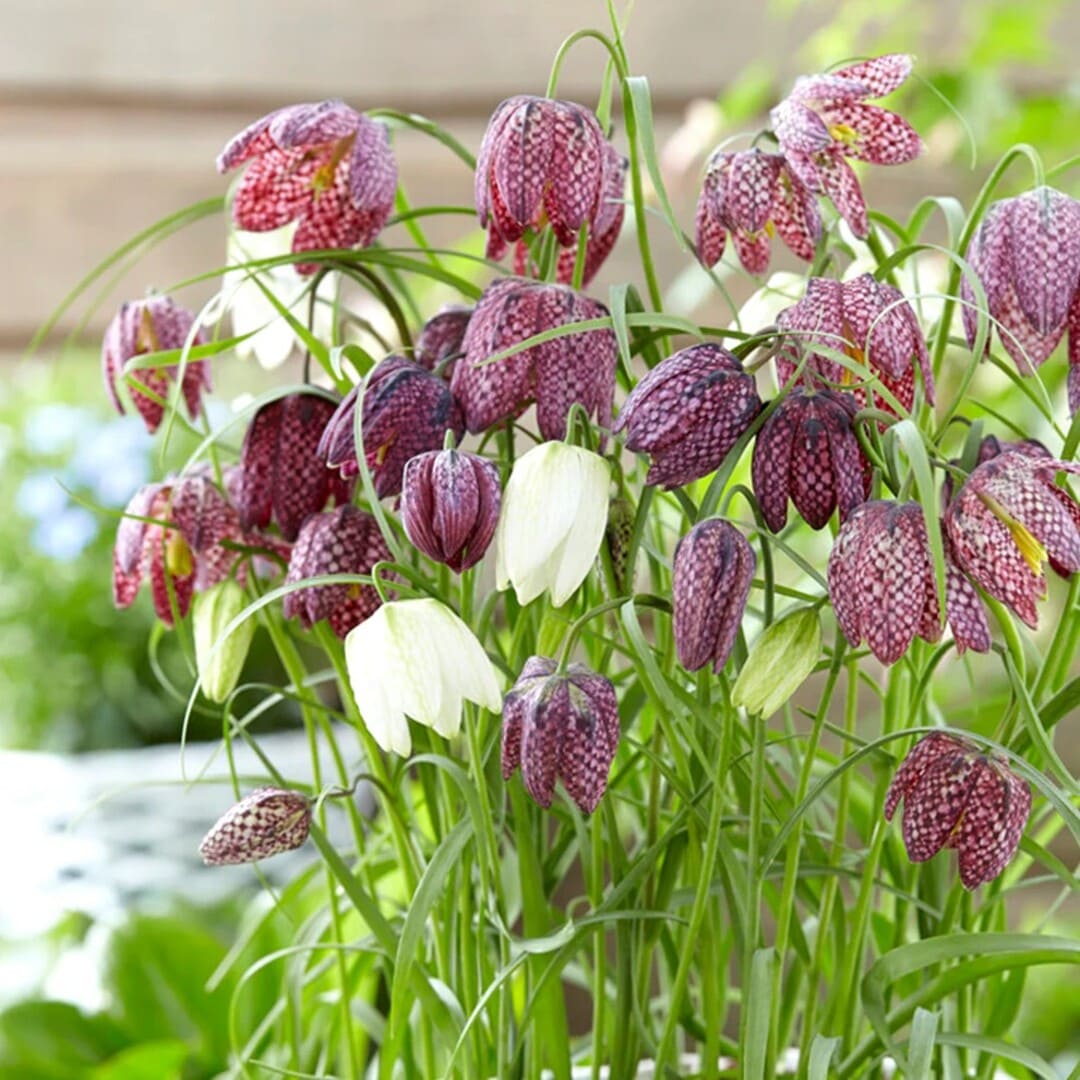 Bulbi de Fritillaria Pestrita "Meleagris"
