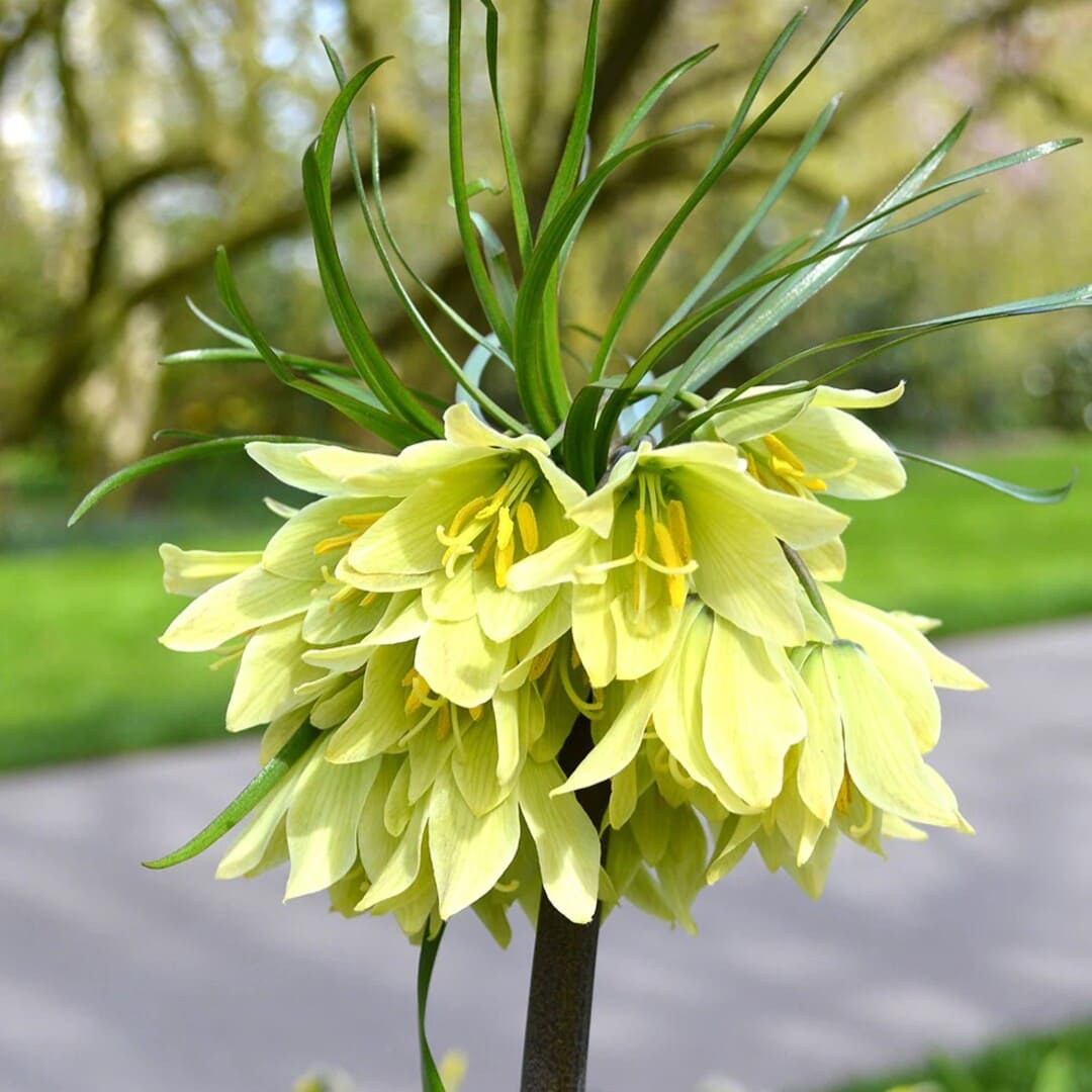 Bulbi de Fritillaria Crem "Raddeana", 3 Bucati