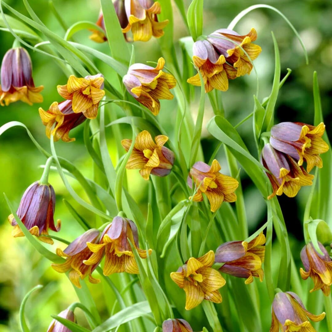 Bulbi de Fritillaria Verde "Uva Vulpis", 5 Bucati