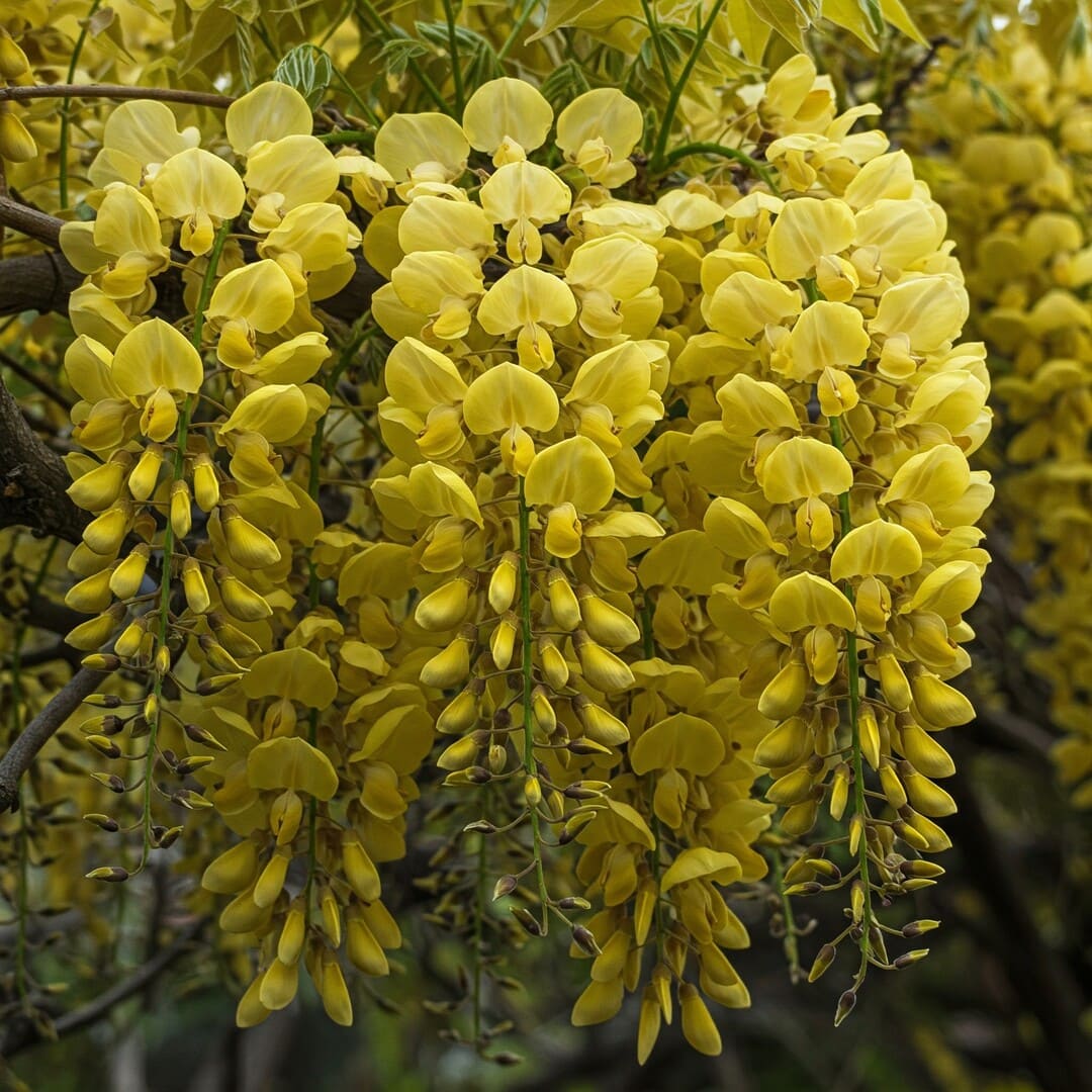 Glicina Parfumata Galbena la Ghiveci 3L - 130-150cm, Anul 4