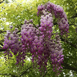 Glicina Parfumata Roz la Ghiveci 3L - 130-150cm, Anul 4