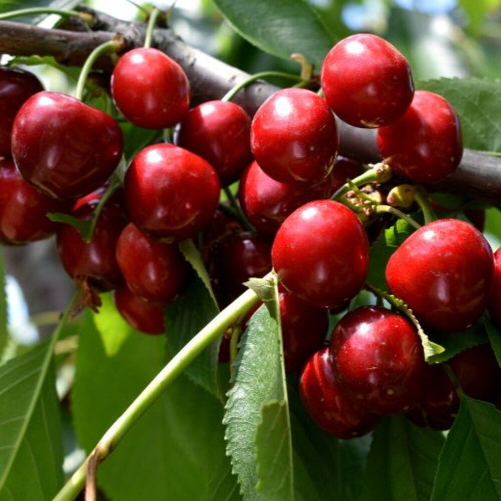 Pom Fructifer Anul 4 - Cires "Germersdorf", PE ROD 180-200cm