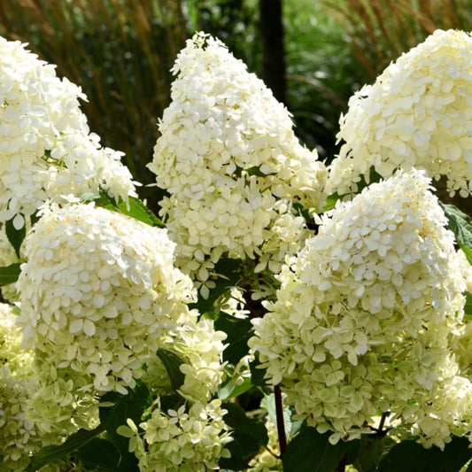 Hortensia Paniculata "Phantom" - Ghiveci 3L - H40-50cm
