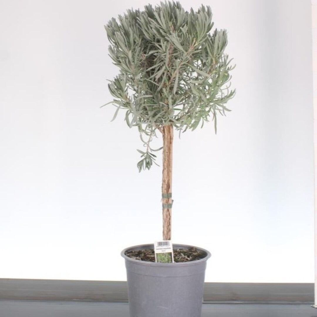 Lavandă Pomisor Ghiveci 3L 40-50cm, Anul 2