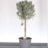 Lavandă Pomisor Ghiveci 3L 40-50cm, Anul 2