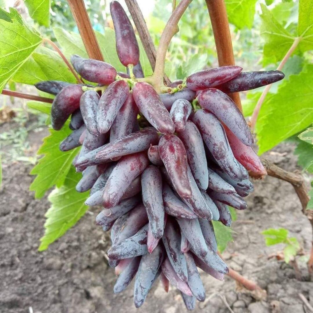 Butas Vita de Vie Fara Samburi "Kadarka", Anul 3 - Radacina Libera