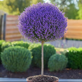 Lavandă Pomisor Ghiveci 3L 40-50cm, Anul 2