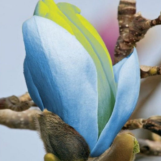 Magnolie Albastra "Blue Opal" - Ghiveci 5L - H 80-100cm