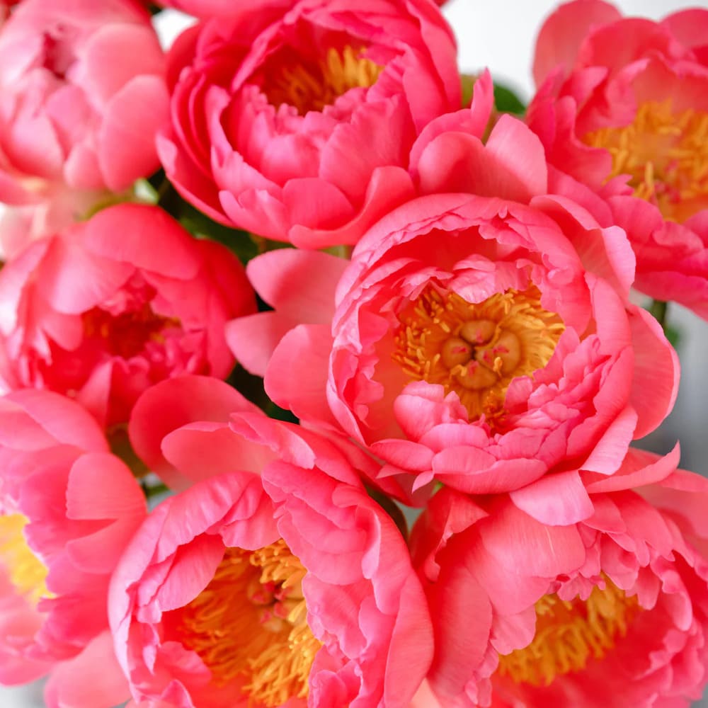 Rizomi de Bujor Parfumati "Coral Charm", 1 Bucata