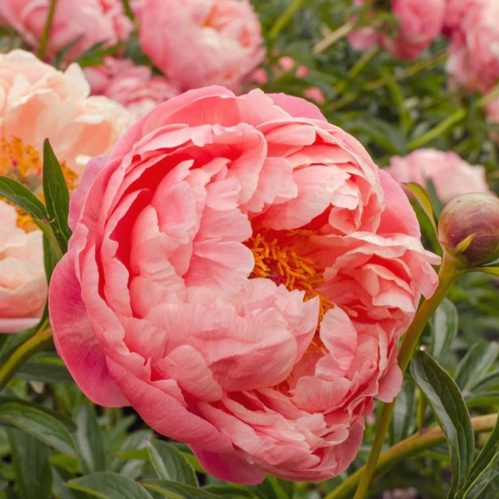 Rizomi de Bujor Parfumati "Coral Supreme", 1 Bucata