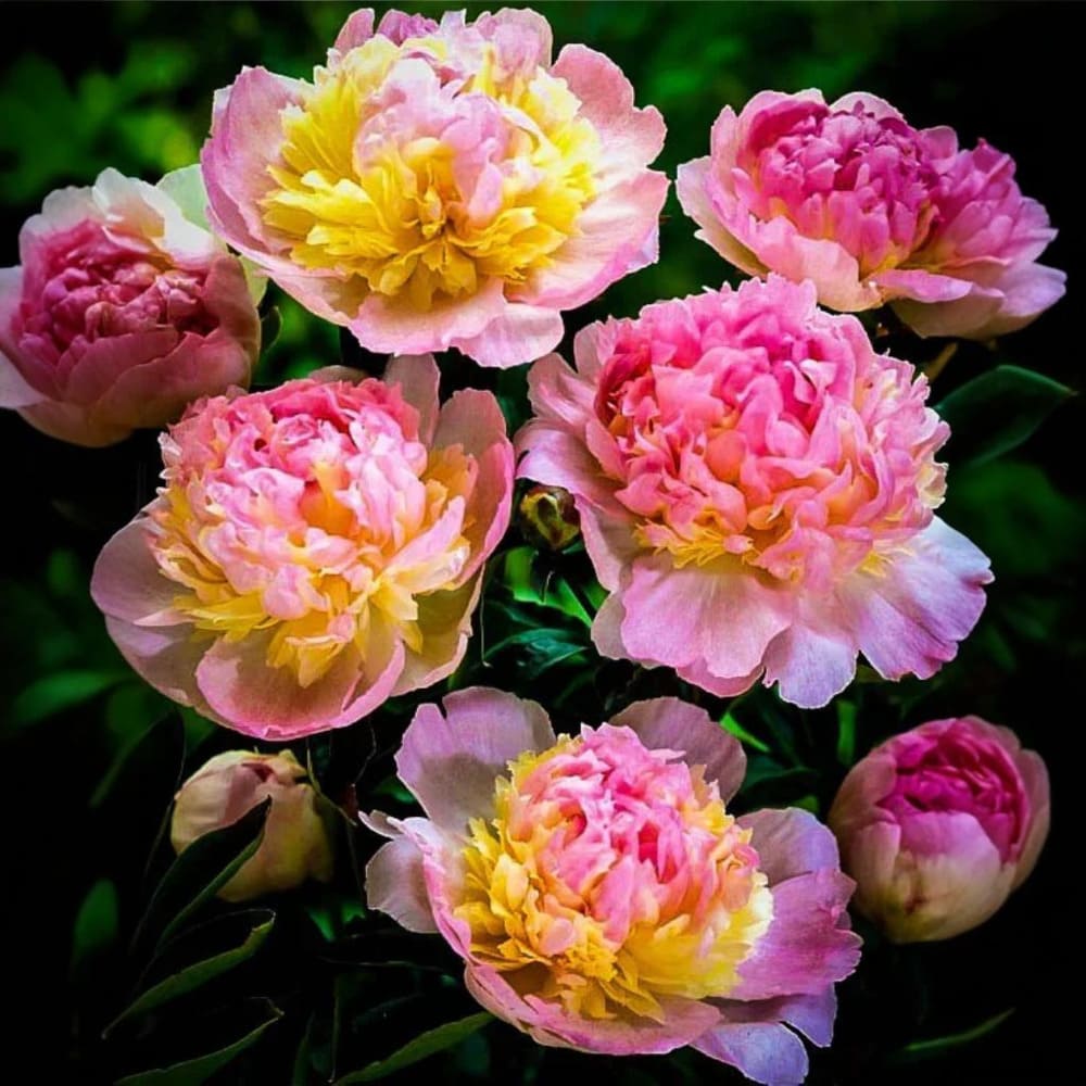 Bujor Curcubeu "Raspberry" - Ghiveci 2L - H 30-40cm