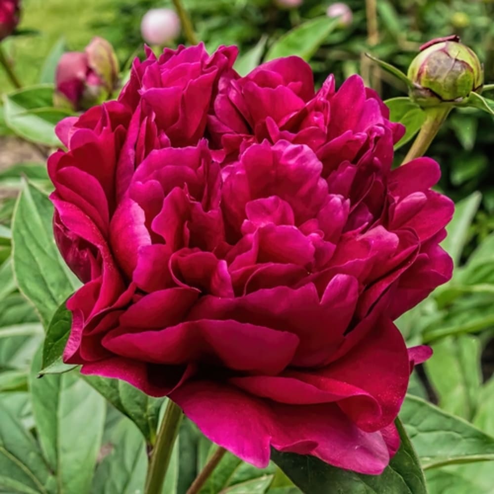 Bujor Rosu "Rousseau" - Ghiveci 2L - H 30-40cm