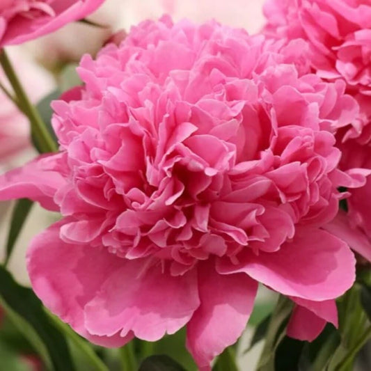 Bujor Roz "Edulis Superba" - Ghiveci 2L - H 30-40cm
