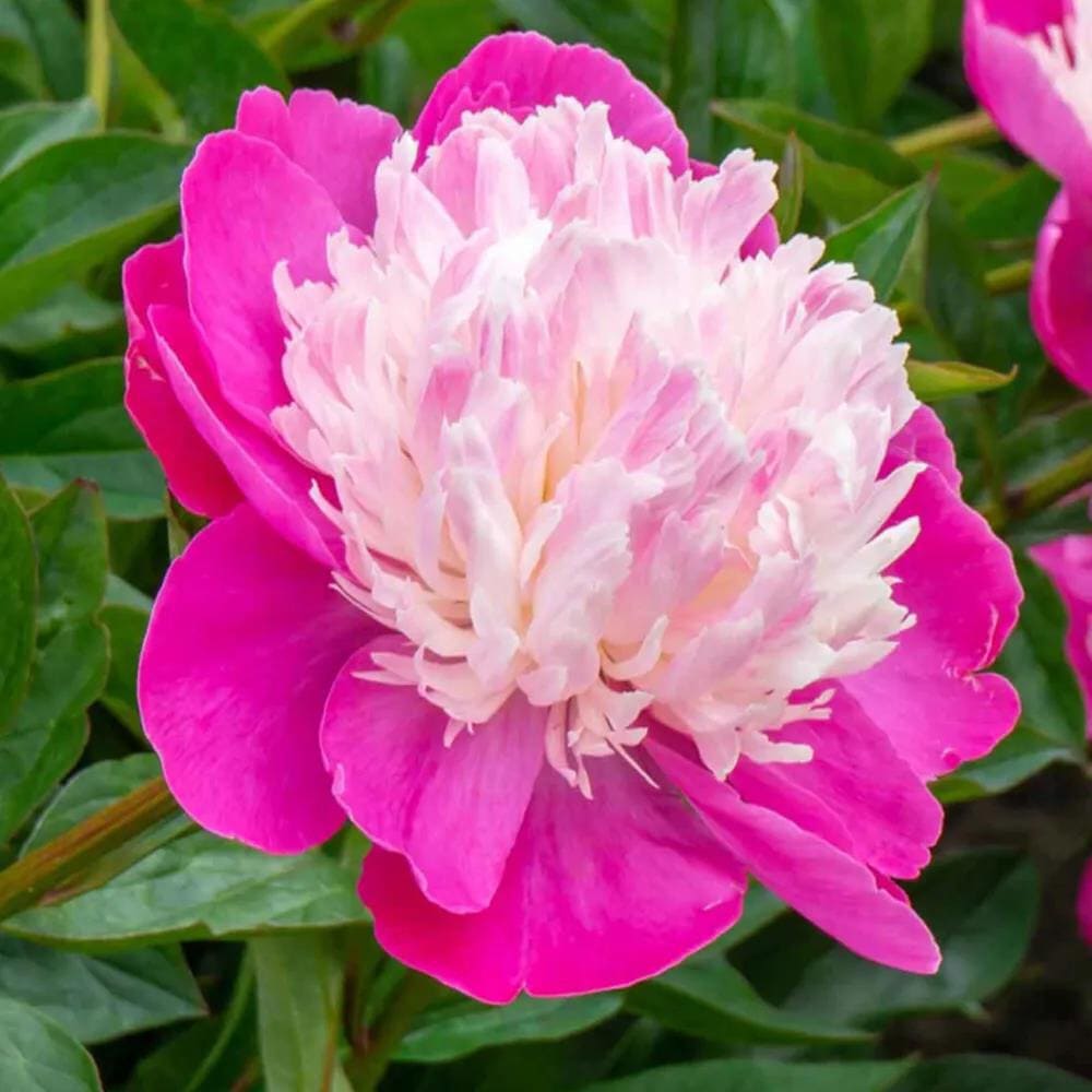 Rizomi de Bujor Parfumati "Hot Spot", 1 Bucata