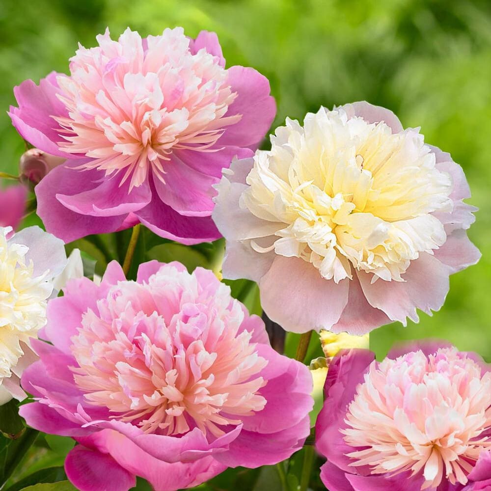 Rizomi de Bujor Parfumati "Lady Alexandra", 1 Bucata