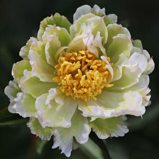 Bujor Verde "Green Lotus" - Ghiveci 2L - H 30-40cm