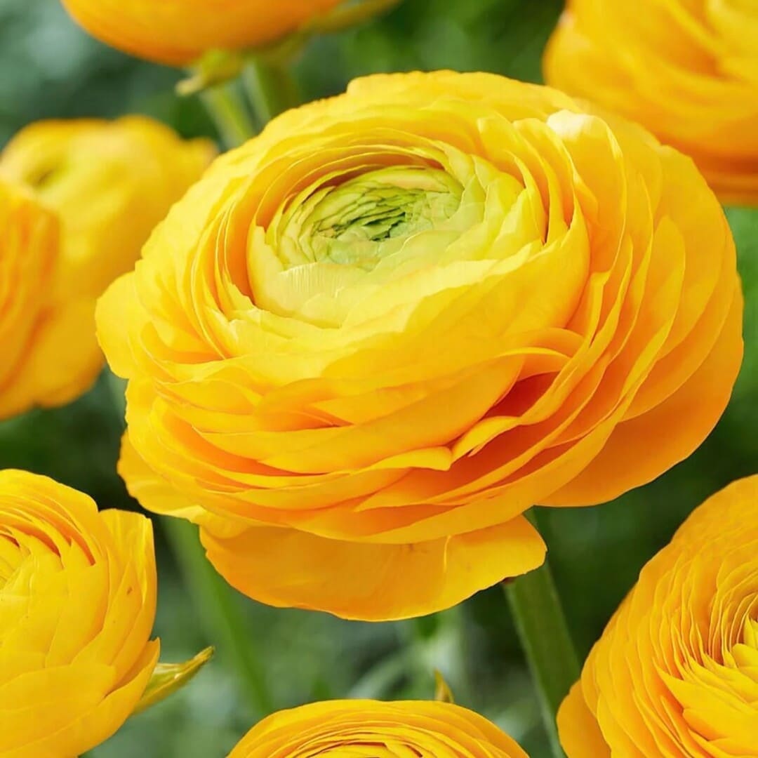 Bulbi de Ranunculus "Yellow", 10 Bucati