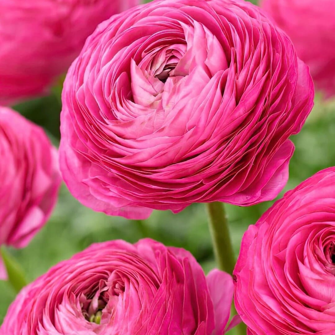 Bulbi de Ranunculus "Pink", 10 Bucati