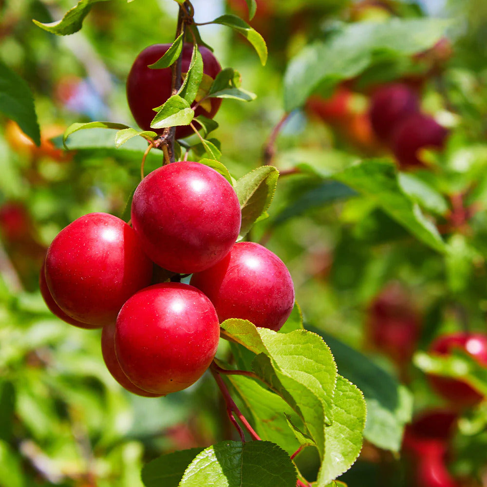 Pom Fructifer Anul 4 - Prun "Superior Plum", PE ROD 180-200CM