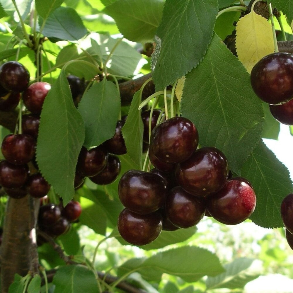 Pom Fructifer Anul 3 - Visin "Achat", Soi Vara