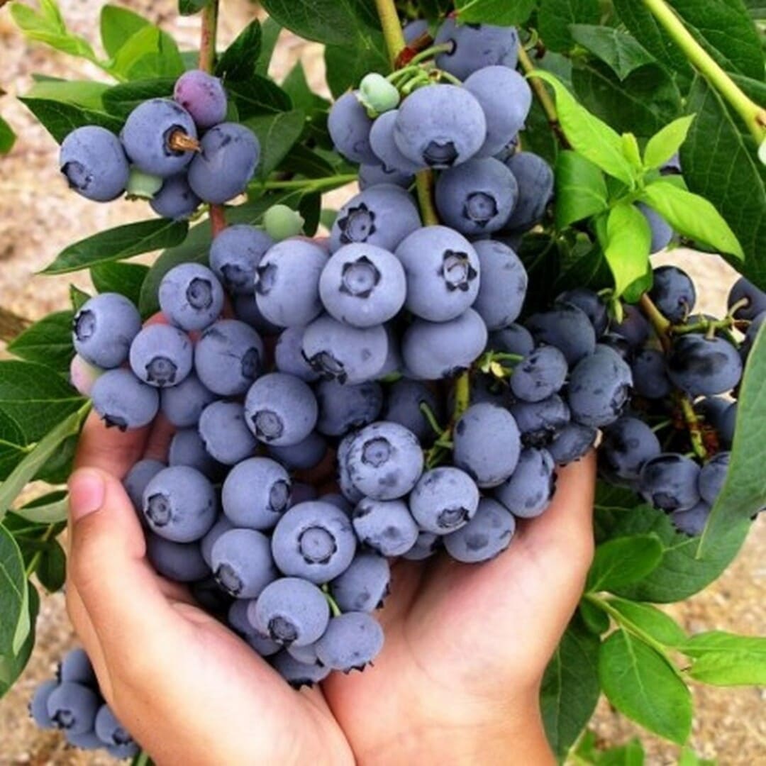 Afin de Cultura la Ghiveci "Brighitta" H 40-50cm, Anul 2