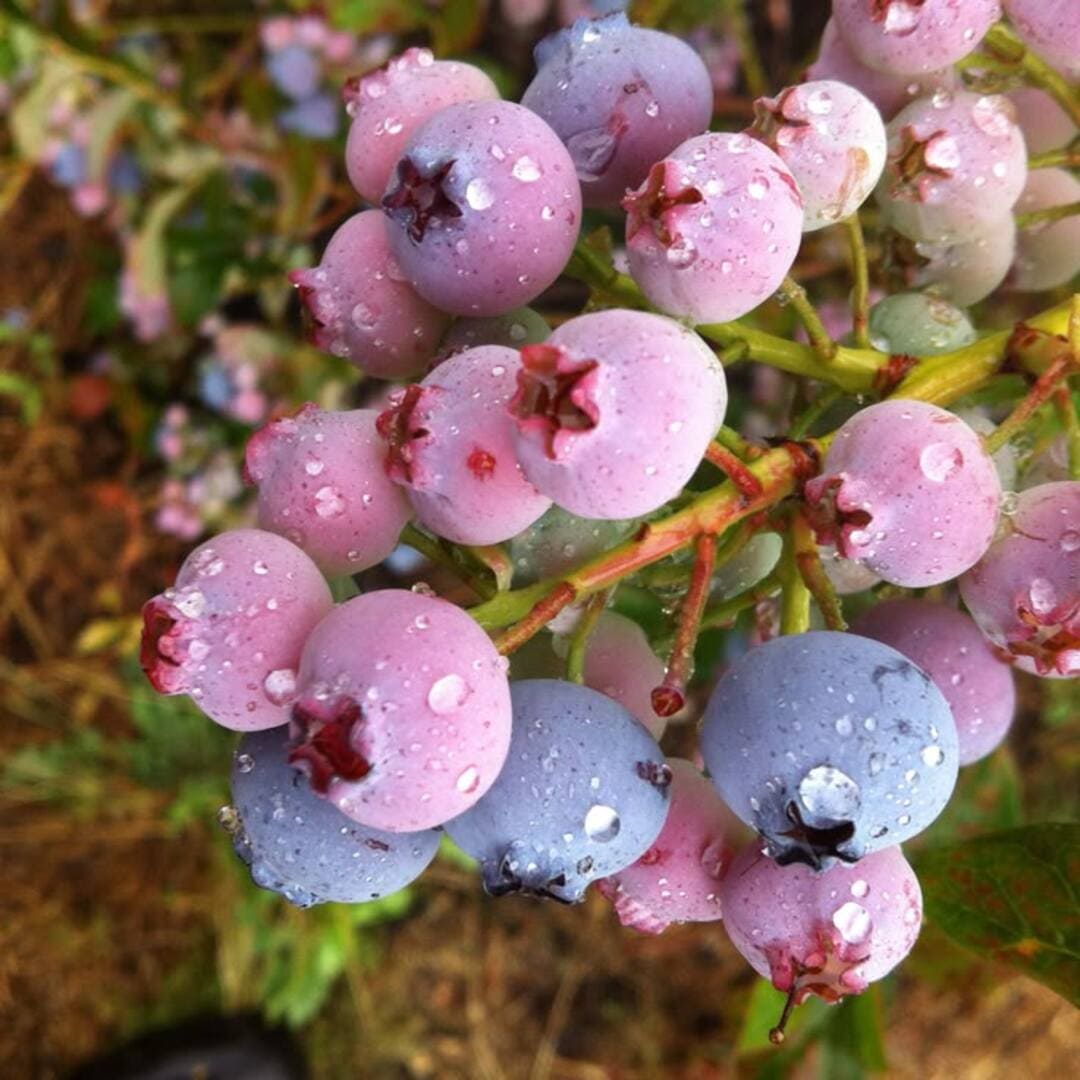 Afin de Cultura la Ghiveci "Pink Lemonade" H 40-50cm, Anul 2