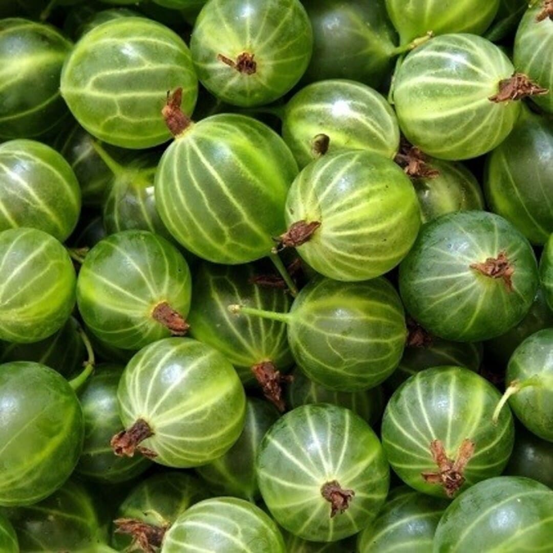 Agris Verde , Anul 4, Pe Rod