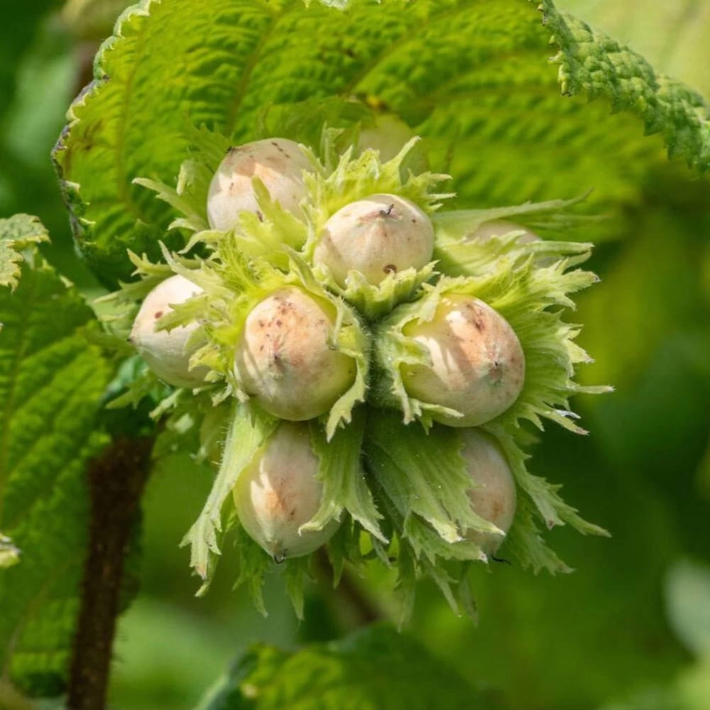 Pom Fructifer Anul 3 - Alun de Padure "Corylus Avellana"