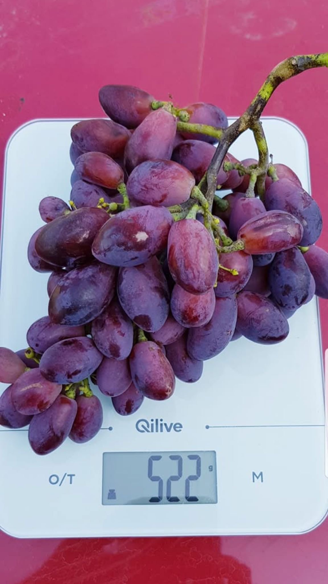 Butas Vita de Vie Fara Samburi "Ametyst", Anul 3 - Radacina Libera