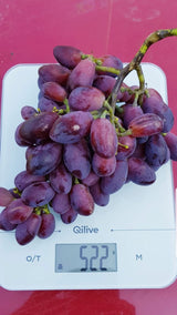 Butas Vita de Vie Fara Samburi "Ametyst", Anul 3 - Radacina Libera