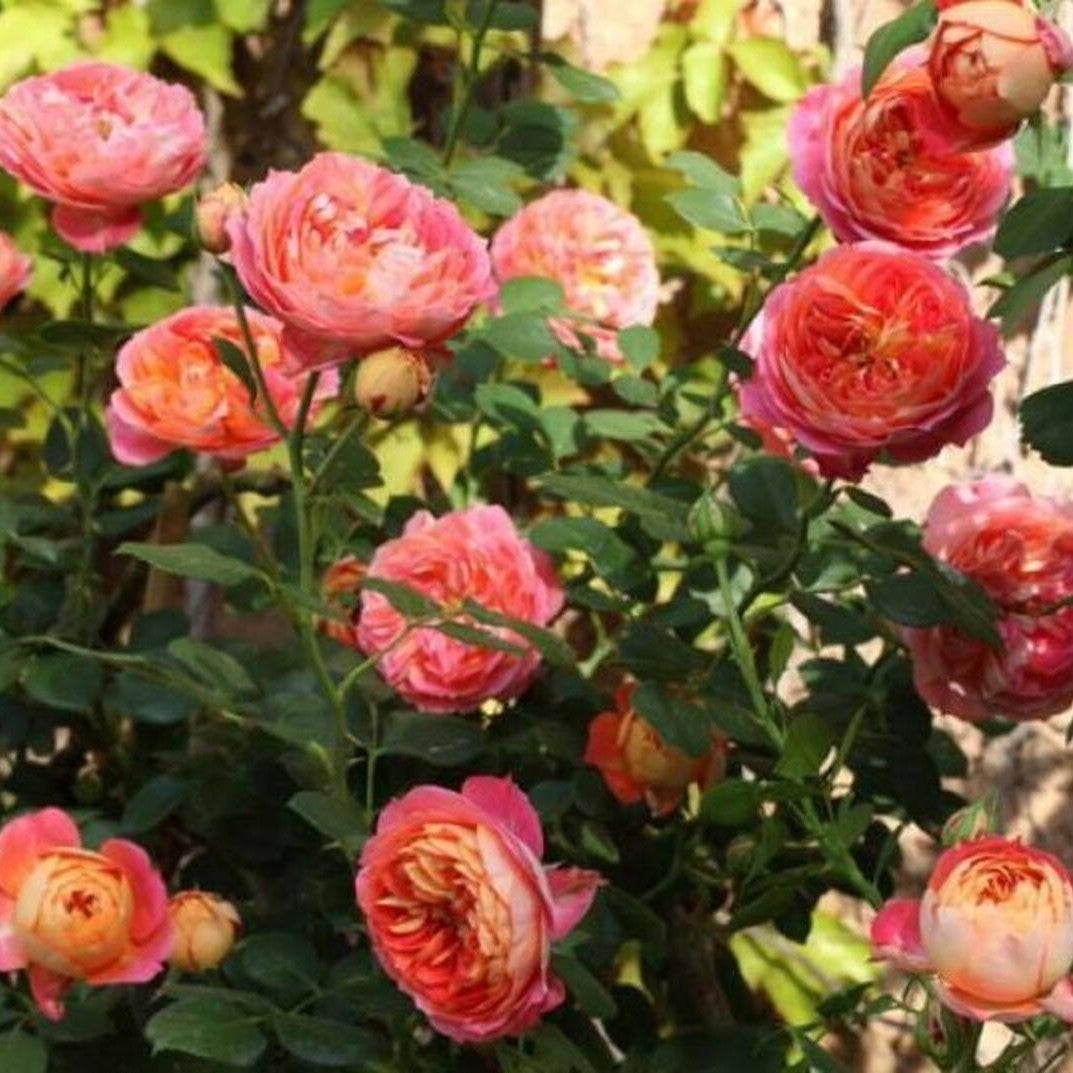 Trandafir Parfumat Urcator "Baby Romantica", Anul 4