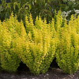 Berberis (Dracila) Galben Ghiveci 3L H 60cm+