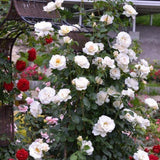 Trandafir Parfumat Urcator "Blanche Colombe", Ghiveci 3L, Anul 4
