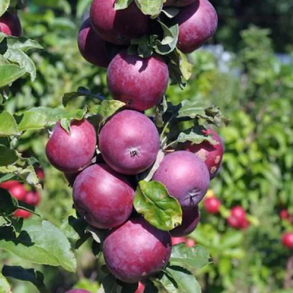 Mar Columnar "Blue Moon", Pom Fructifer Anul 3