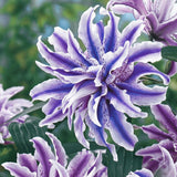 Bulbi de Crini Giganti "Blue Star", 2 Bucati