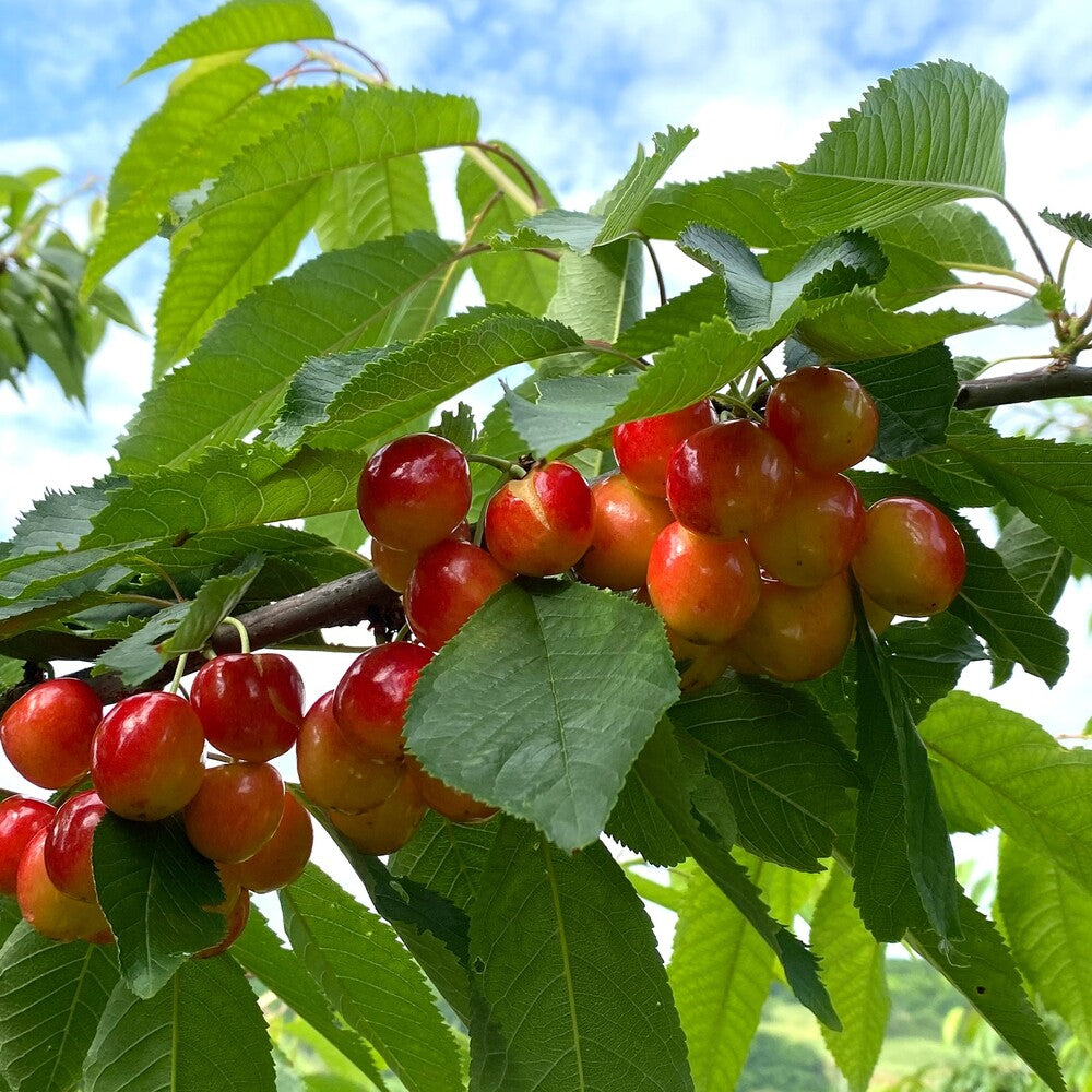 Pom Fructifer Anul 4 - Cires "Boambe de Cotnari", PE ROD 180-200cm