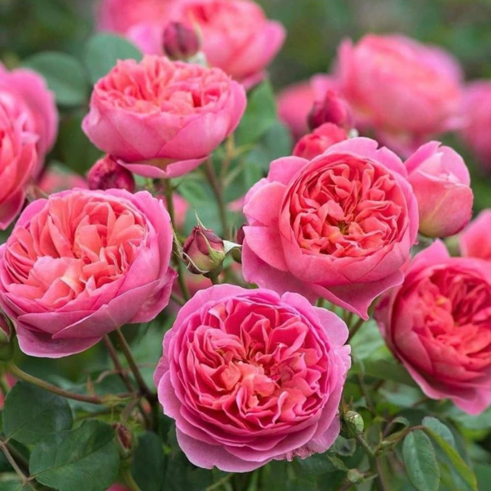 Butas Trandafir Anul 3 "Boscobel" - Rădăcină Împachetată