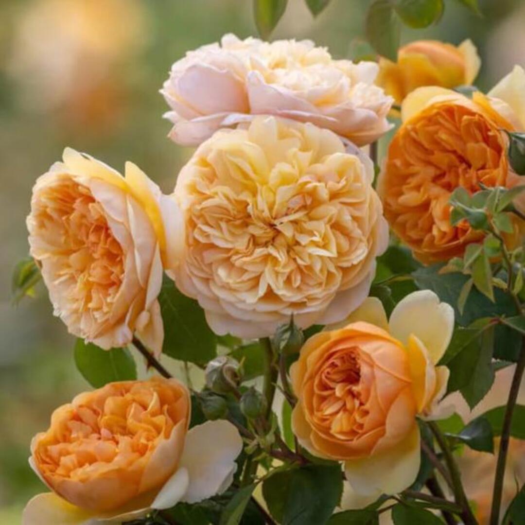 Trandafir Parfumat Englezesc "Bring Me Sunshine", Anul 4