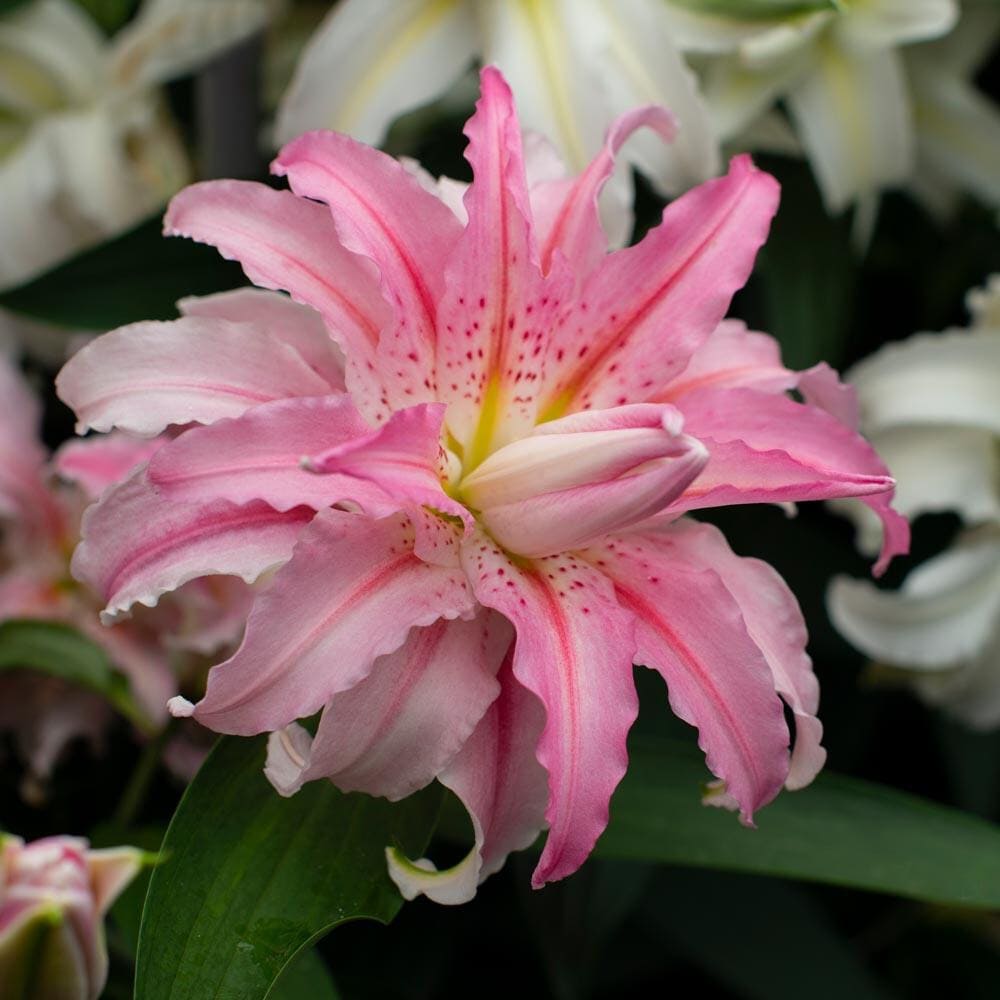 Bulbi de Crini Dublii Parfumati "Broken Heart", 1 Bucata