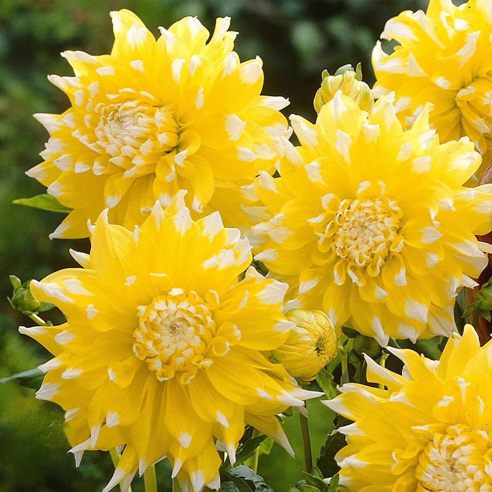 Bulbi Dalii "Grand Prix", 1 Bucata - Calibru Gigant