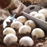 Bulbi Ceapa Ornamentala Allium "Globe Master", 1 Bucata