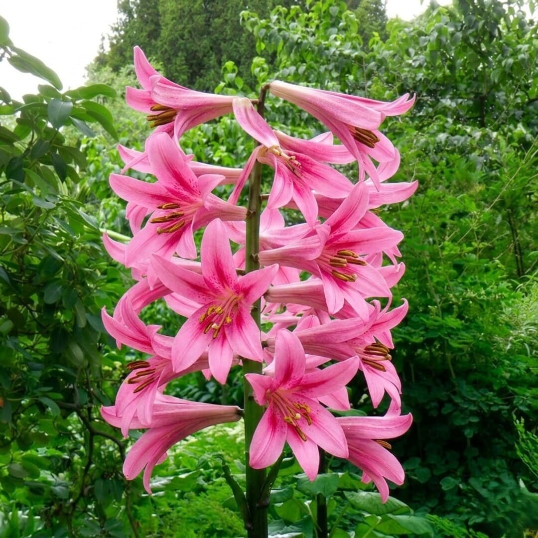Bulbi Crini Giganti Parfumati de Himalaya "Bonbon", 2 Bucati