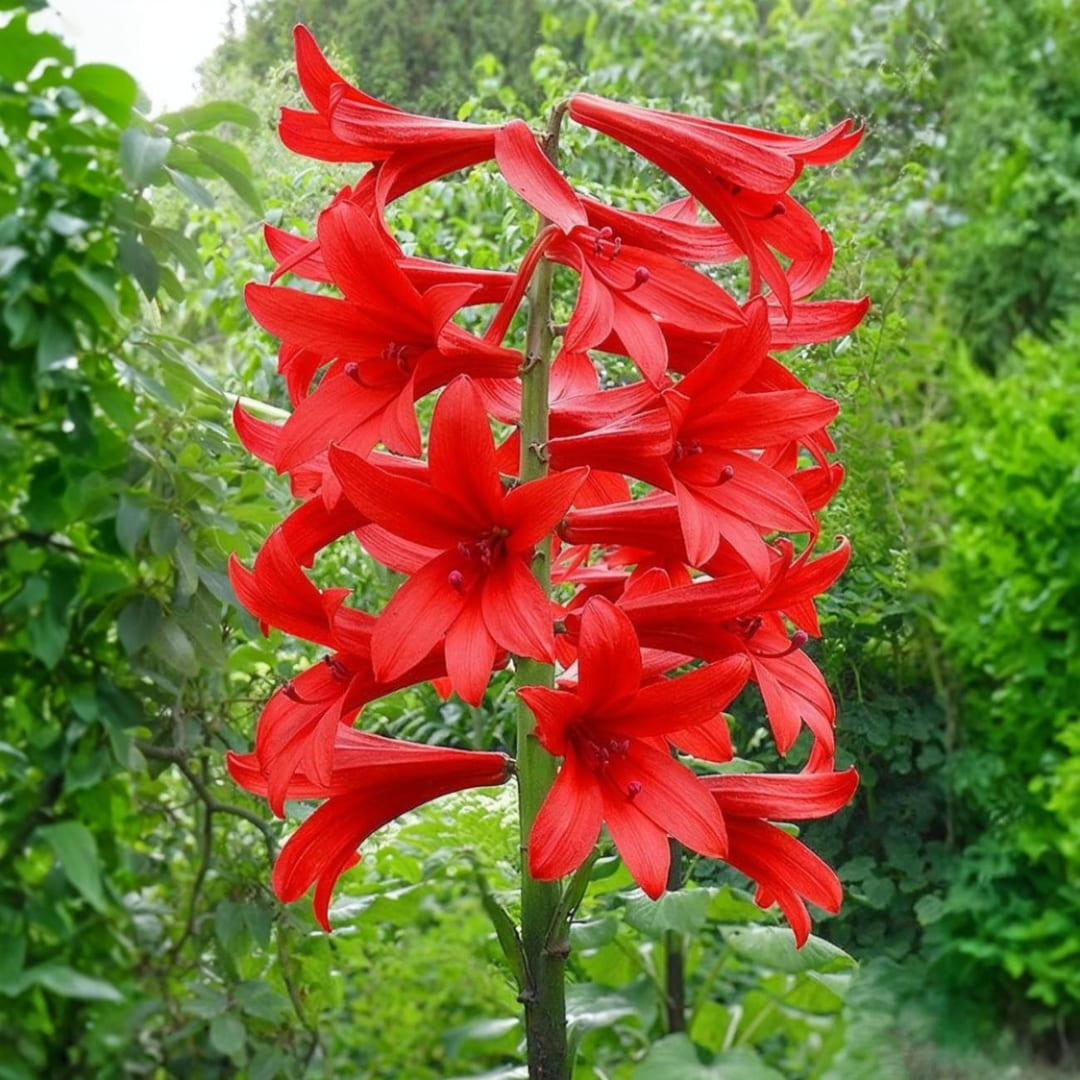 Bulbi Crini Giganti Parfumati de Himalaya "Red", 2 Bucati