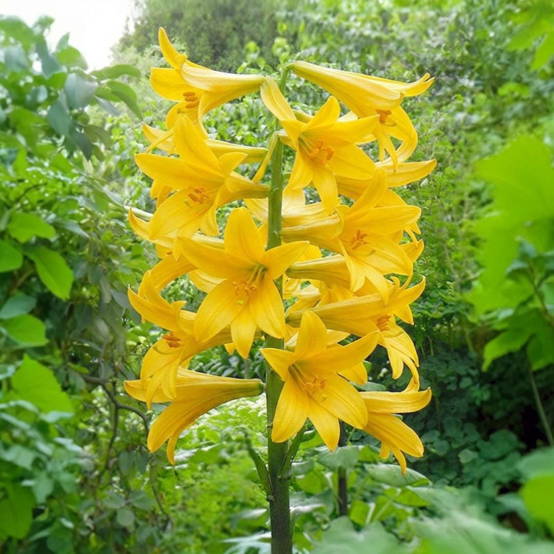 Bulbi Crini Giganti Parfumati de Himalaya "Yellow Star", 2 Bucati