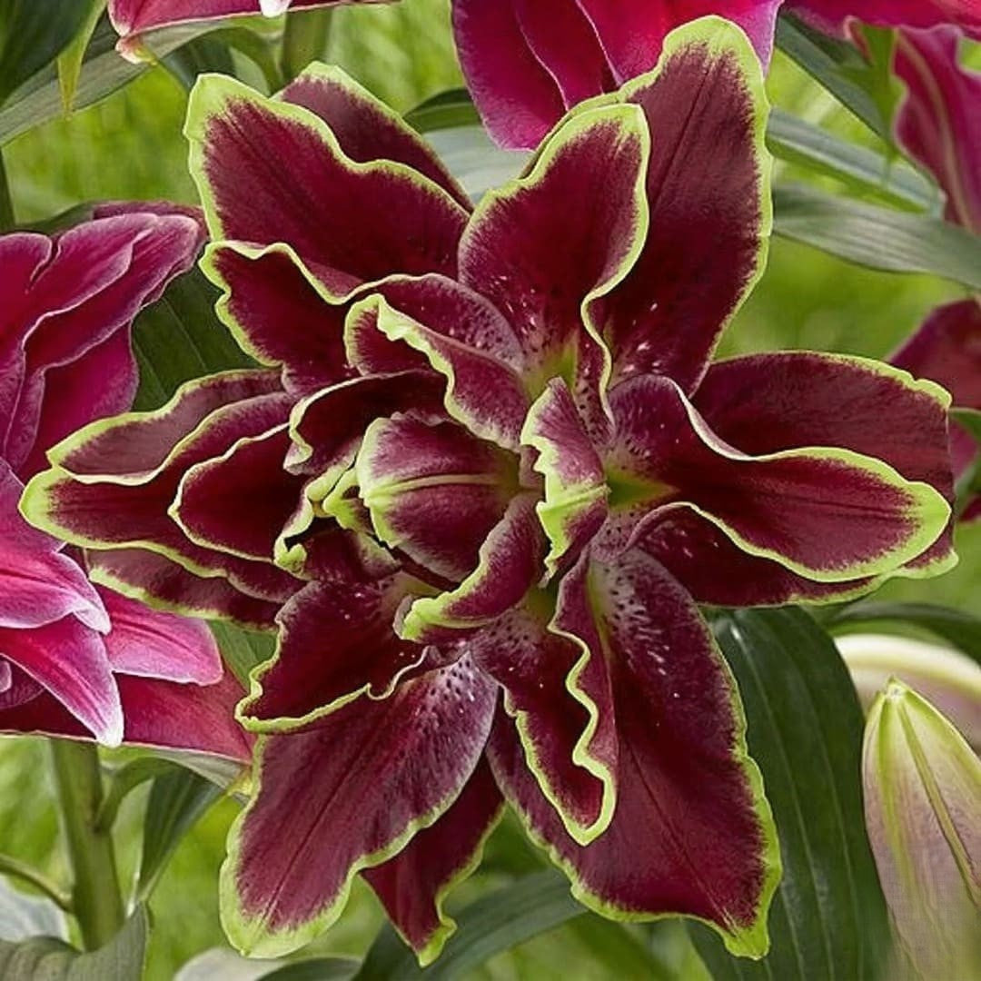 Bulbi Crini Dublii Parfumati, Giganti "Burgundy Limon", 2 Bucati