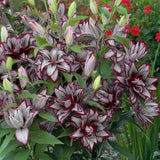 Bulbi Crini Dublii Parfumati, Giganti "Star Burgundy", 2 Bucati