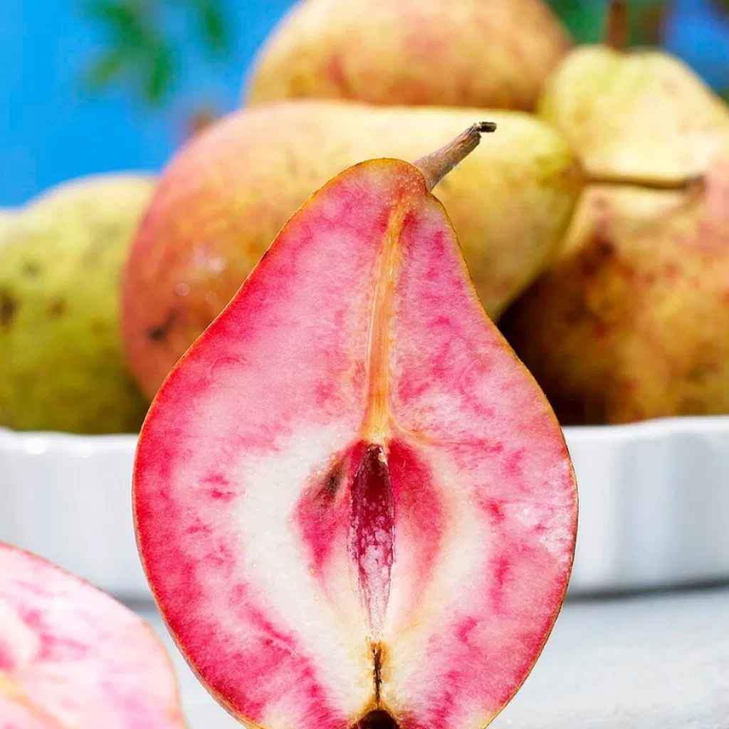 Pom Fructifer Anul 4 - Par "Busuioaca Rosie" PE ROD 180-200cm